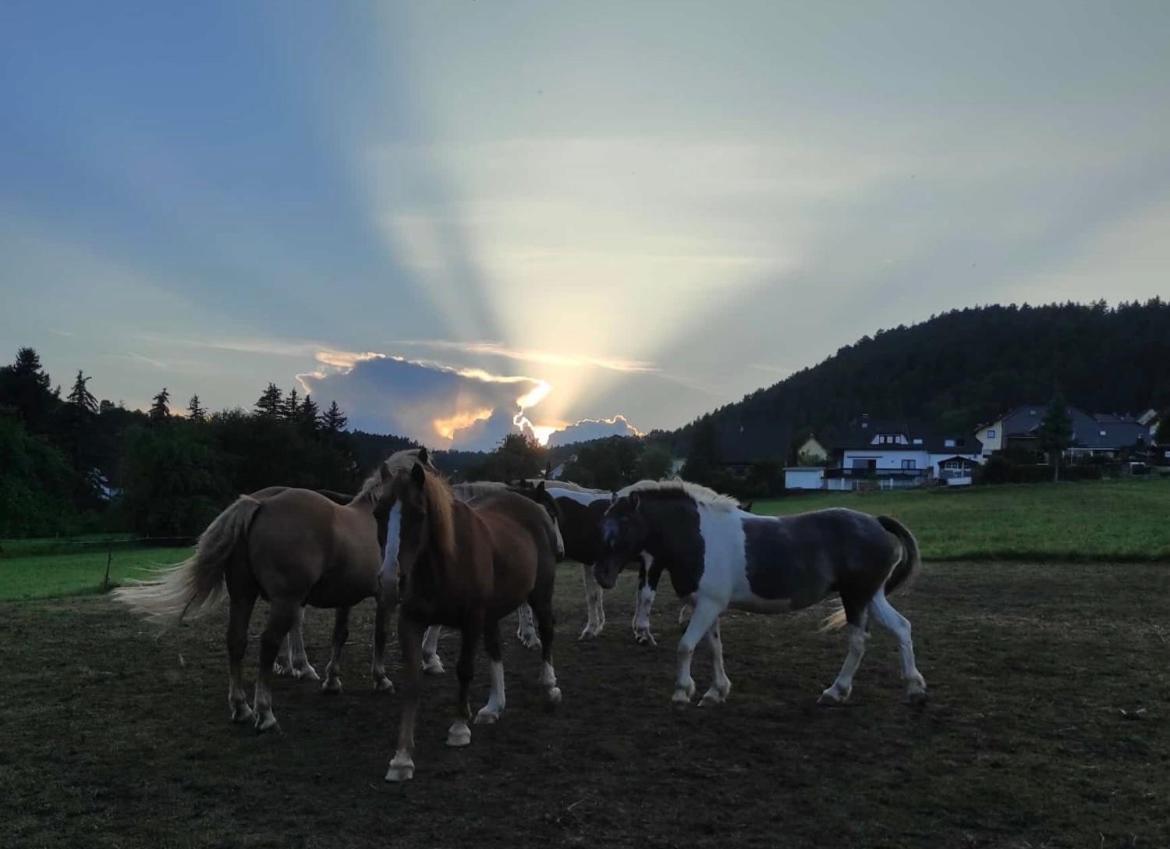 Ferienwohnung Am Tor Zum Thueringer Wald 2 Plaue  Kültér fotó